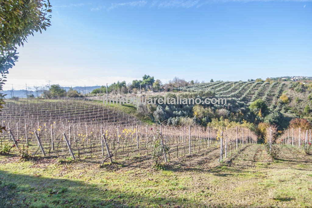Small vineyard for sale in Italy Immobiliare Italiano