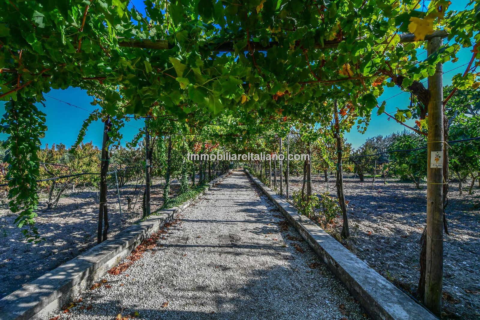 Vineyard for sale Italy Immobiliare Italiano