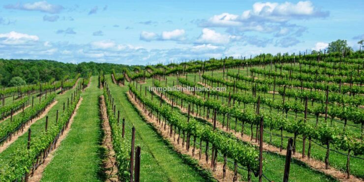 Vineyard in Italy